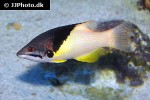 bodianus mesothorax bodianus mesothorax