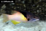 bodianus mesothorax