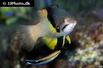 bodianus mesothorax bodianus mesothorax