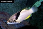 bodianus mesothorax bodianus mesothorax