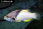 bodianus mesothorax bodianus mesothorax