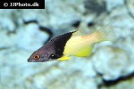 bodianus mesothorax bodianus mesothorax