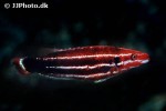 bodianus opercularis bodianus opercularis