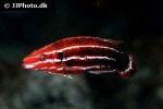 bodianus opercularis bodianus opercularis