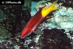 bodianus pulchellus bodianus pulchellus