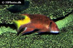 bodianus pulchellus bodianus pulchellus