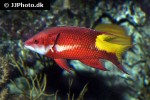 bodianus pulchellus bodianus pulchellus