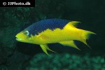 bodianus rufus bodianus rufus