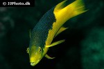 bodianus rufus bodianus rufus