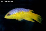 bodianus rufus bodianus rufus