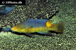 bodianus rufus bodianus rufus
