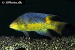 bodianus rufus bodianus rufus
