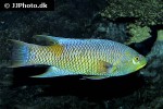bodianus rufus bodianus rufus
