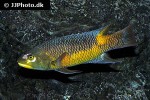 bodianus rufus bodianus rufus