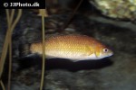 centrolabrus exoletus centrolabrus exoletus