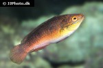 centrolabrus exoletus centrolabrus exoletus