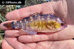 centrolabrus exoletus centrolabrus exoletus