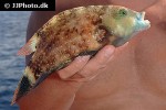 cheilinus chlorourus cheilinus chlorourus