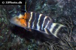 cheilinus fasciatus cheilinus fasciatus