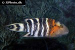 cheilinus fasciatus cheilinus fasciatus