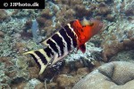 cheilinus fasciatus cheilinus fasciatus