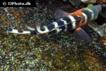 cheilinus fasciatus cheilinus fasciatus