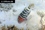 cheilinus fasciatus cheilinus fasciatus