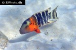 cheilinus fasciatus cheilinus fasciatus