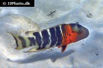 cheilinus fasciatus cheilinus fasciatus