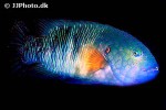 cheilinus lunulatus cheilinus lunulatus