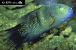 cheilinus lunulatus cheilinus lunulatus