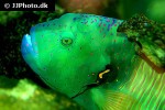 cheilinus lunulatus cheilinus lunulatus