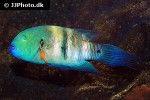 cheilinus lunulatus cheilinus lunulatus