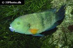 cheilinus lunulatus cheilinus lunulatus