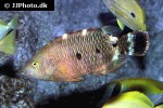 cheilinus oxycephalus cheilinus oxycephalus