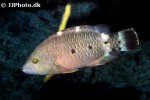 cheilinus oxycephalus cheilinus oxycephalus