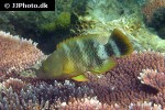 cheilinus trilobatus cheilinus trilobatus