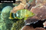 cheilinus trilobatus cheilinus trilobatus