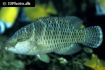 cheilinus undulatus cheilinus undulatus