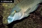 cheilinus undulatus cheilinus undulatus