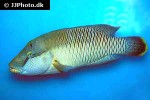 cheilinus undulatus cheilinus undulatus