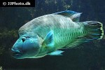 cheilinus undulatus cheilinus undulatus