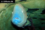 cheilinus undulatus cheilinus undulatus