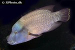 cheilinus undulatus cheilinus undulatus
