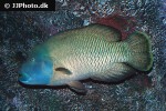 cheilinus undulatus cheilinus undulatus