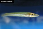 cheilio inermis cheilio inermis