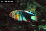 choerodon fasciatus choerodon fasciatus