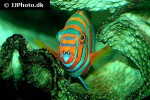 choerodon fasciatus choerodon fasciatus