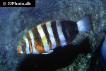 choerodon fasciatus choerodon fasciatus