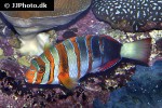choerodon fasciatus choerodon fasciatus